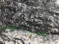 Bellium bellidioides