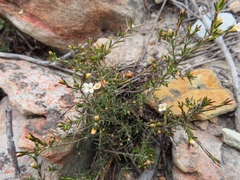 Lachnaea filicaulis