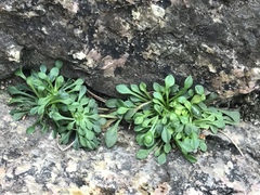 Bellium bellidioides