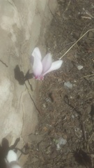 Cyclamen hederifolium