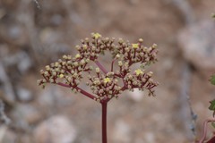 Cyphostemma quinatum