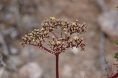 Cyphostemma quinatum