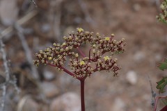 Cyphostemma quinatum