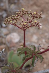 Cyphostemma quinatum