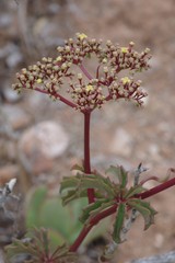 Cyphostemma quinatum