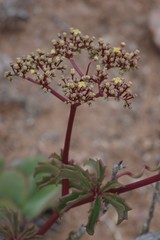 Cyphostemma quinatum