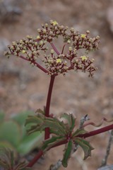 Cyphostemma quinatum