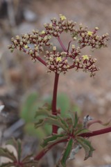 Cyphostemma quinatum