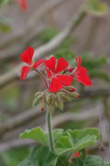 Pelargonium inquinans