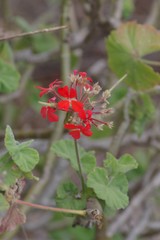 Pelargonium inquinans