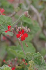 Pelargonium inquinans