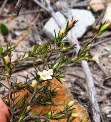 Lachnaea filicaulis