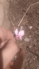 Cyclamen hederifolium