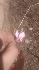 Cyclamen hederifolium