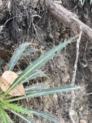 Ptilostemon casabonae