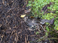 Passeriformes