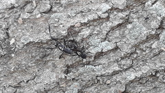 Neoclytus ypsilon