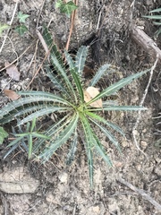 Ptilostemon casabonae
