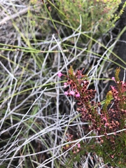 Erica rubiginosa