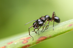 Polyrhachis laevissima