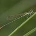 Agriocnemis pygmaea - Photo (c) budak,  זכויות יוצרים חלקיות (CC BY-NC)