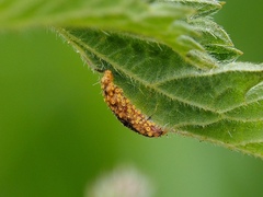 Puccinia urticata