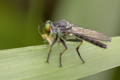 Ommatiini