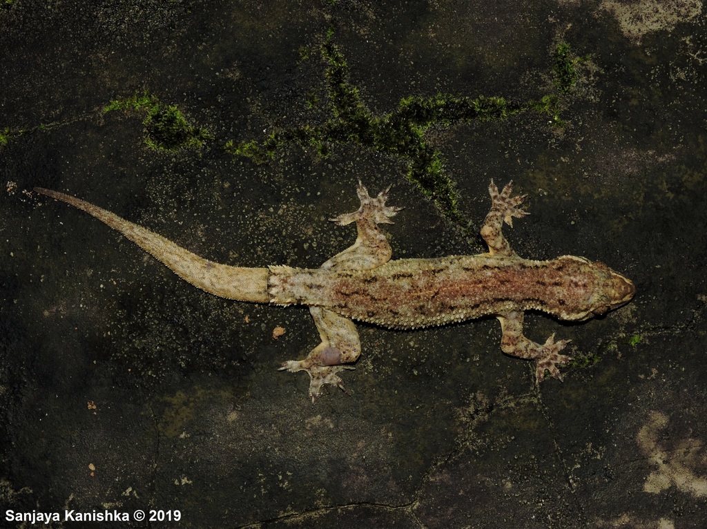 Kellart's Kandyan Gecko