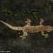 Hemidactylus pieresii - Photo (c) Sanjaya Kanishka, μερικά δικαιώματα διατηρούνται (CC BY-NC), uploaded by Sanjaya Kanishka