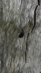 Disonycha conjuncta