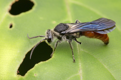 Trogaspidia