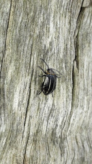 Disonycha conjuncta