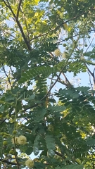Leucaena lempirana
