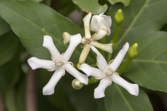 Oxyceros longiflorus