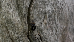 Disonycha conjuncta