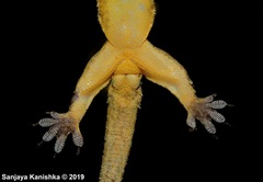 Hemidactylus pieresii