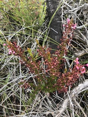 Erica rubiginosa