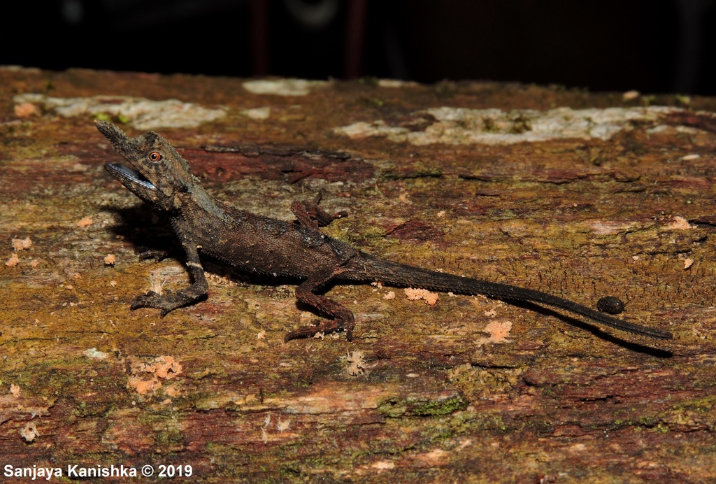 Ukuwelas' Rough-Horn Lizard