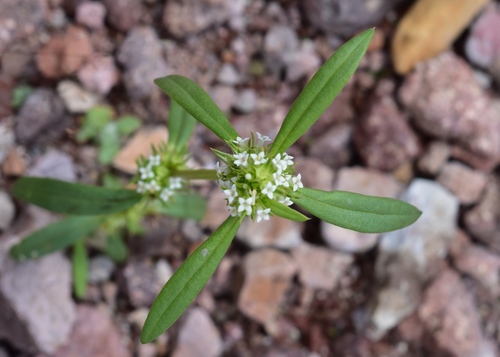 white girdlepod (Mitracarpus breviflorus)