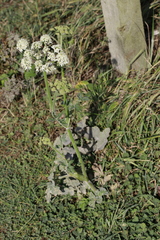Erysiphe heraclei