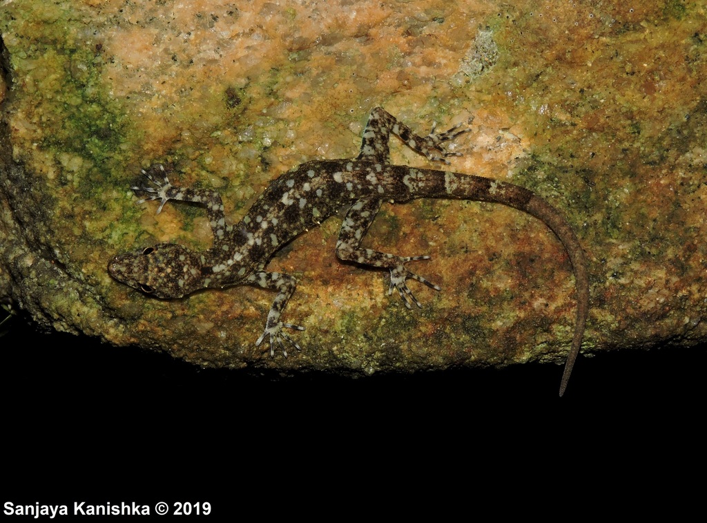 Rajakaruna's Day Gecko