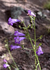 Penstemon stenophyllus