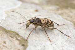 Litocerus