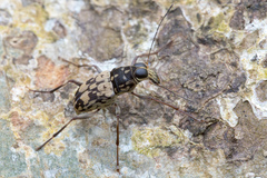 Litocerus