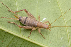 Mogoplistidae