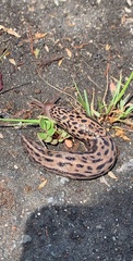 Limax maximus