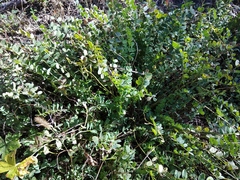 Astragalus salatavicus