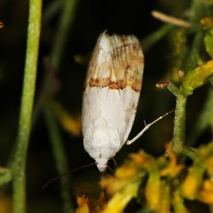 Ponometia elegantula