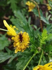 Rhodobaenus sanguineus