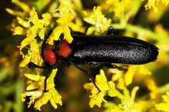 Lytta vulnerata